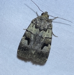 Thoracolopha verecunda (A Noctuid moth (Acronictinae)) at Jerrabomberra, NSW - 10 Oct 2023 by SteveBorkowskis