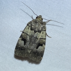 Thoracolopha verecunda at Jerrabomberra, NSW - 10 Oct 2023