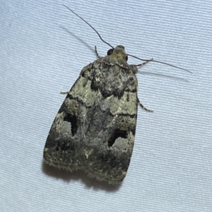 Thoracolopha verecunda at Jerrabomberra, NSW - 10 Oct 2023