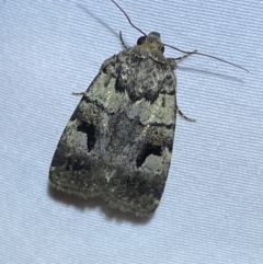 Thoracolopha verecunda at Jerrabomberra, NSW - 10 Oct 2023