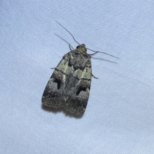 Thoracolopha verecunda at Jerrabomberra, NSW - 10 Oct 2023