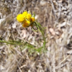 Chrysocephalum semipapposum (Clustered Everlasting) at Watson, ACT - 10 Oct 2023 by abread111