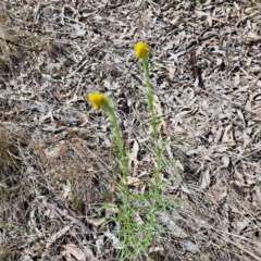 Chrysocephalum semipapposum at Watson, ACT - 10 Oct 2023