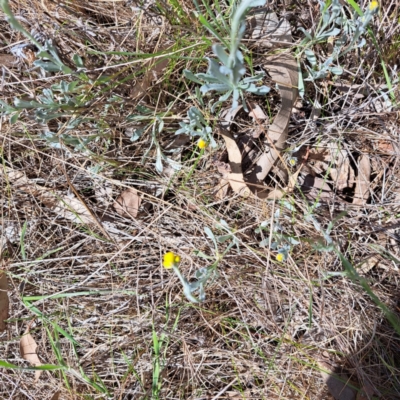 Chrysocephalum apiculatum (Common Everlasting) at Watson, ACT - 10 Oct 2023 by abread111