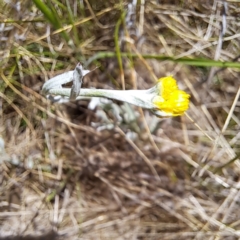 Chrysocephalum apiculatum at Watson, ACT - 10 Oct 2023