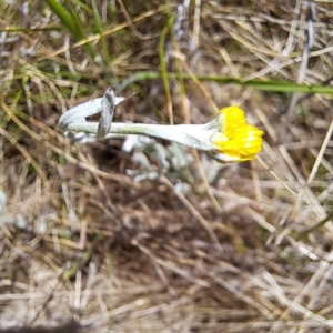 Chrysocephalum apiculatum at Watson, ACT - 10 Oct 2023