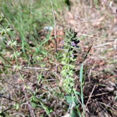 Salvia verbenaca var. verbenaca (Wild Sage) at Watson Woodlands - 10 Oct 2023 by abread111