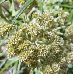 Cassinia longifolia (Shiny Cassinia, Cauliflower Bush) at Watson, ACT - 10 Oct 2023 by abread111