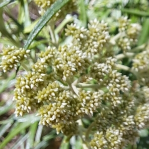 Cassinia longifolia at Watson, ACT - 10 Oct 2023