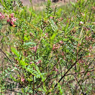 Indigofera adesmiifolia (Tick Indigo) at Watson, ACT - 10 Oct 2023 by abread111