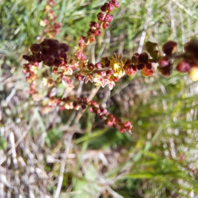 Rumex acetosella (Sheep Sorrel) at Watson Woodlands - 10 Oct 2023 by abread111