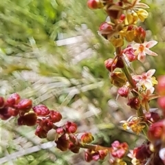 Rumex acetosella at Watson, ACT - 10 Oct 2023