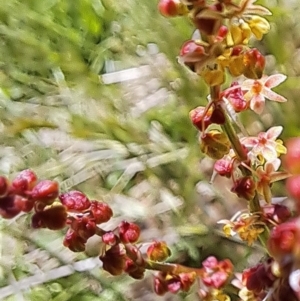 Rumex acetosella at Watson, ACT - 10 Oct 2023