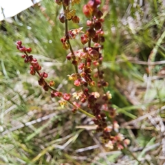 Rumex acetosella at Watson, ACT - 10 Oct 2023