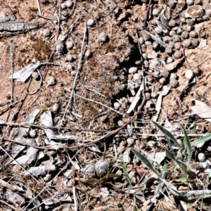 Oryctolagus cuniculus at Watson, ACT - 10 Oct 2023