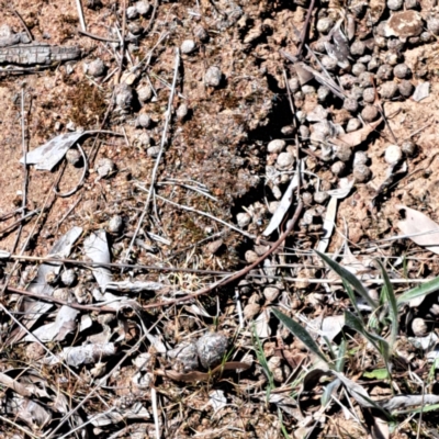 Oryctolagus cuniculus (European Rabbit) at Watson, ACT - 10 Oct 2023 by abread111