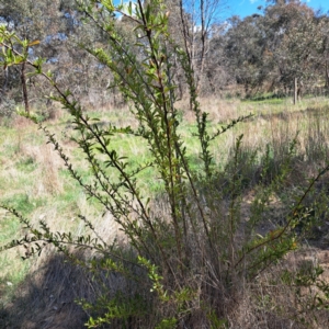 Pyracantha sp. at Watson, ACT - 10 Oct 2023 11:20 AM