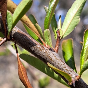 Pyracantha sp. at Watson, ACT - 10 Oct 2023 11:20 AM