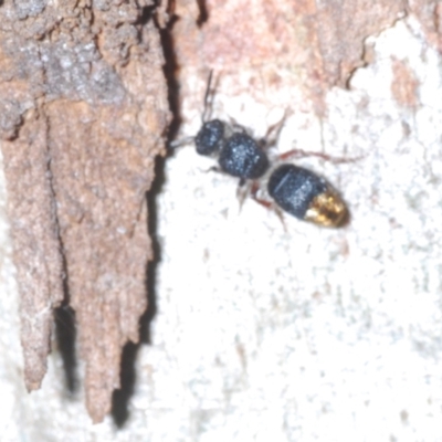 Odontomyrme sp. (genus) (A velvet ant) at Piney Ridge - 7 Oct 2023 by Harrisi