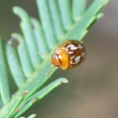 Peltoschema delicatulum (Leaf beetle) at Dryandra St Woodland - 7 Oct 2023 by Harrisi