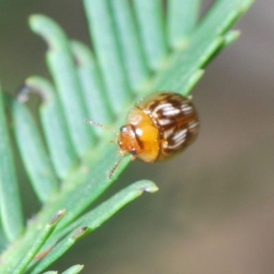 Peltoschema delicatulum (Leaf beetle) at Dryandra St Woodland - 7 Oct 2023 by Harrisi