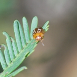 Peltoschema delicatulum at O'Connor, ACT - 7 Oct 2023 01:29 PM