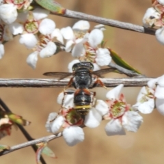 Cerceris sp. (genus) (Unidentified Cerceris wasp) at O'Connor, ACT - 9 Oct 2023 by Harrisi