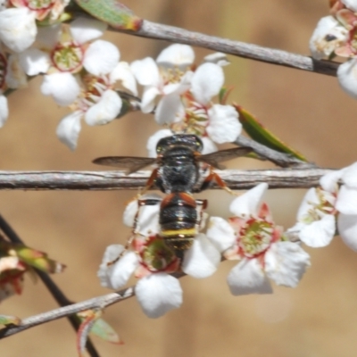 Cerceris sp. (genus) (Unidentified Cerceris wasp) at Dryandra St Woodland - 9 Oct 2023 by Harrisi