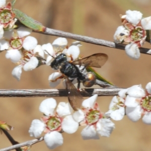 Cerceris sp. (genus) at O'Connor, ACT - 9 Oct 2023