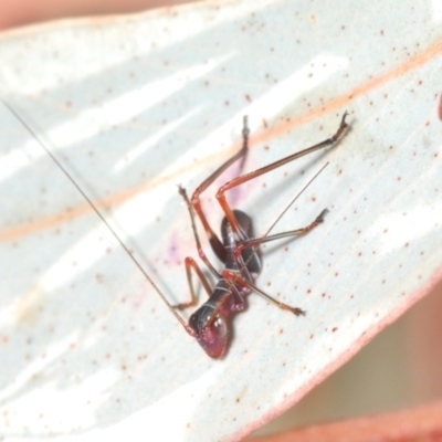 Torbia viridissima (Gum Leaf Katydid) at Lyons, ACT - 8 Oct 2023 by Harrisi