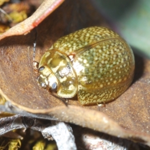 Paropsisterna cloelia at Lyons, ACT - 8 Oct 2023