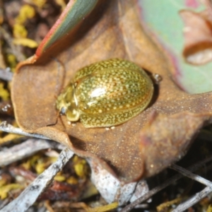 Paropsisterna cloelia at Lyons, ACT - 8 Oct 2023