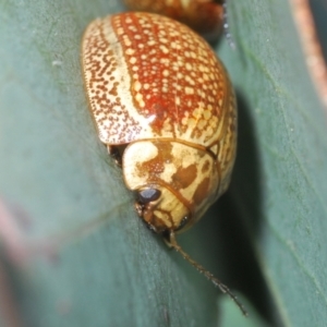 Paropsisterna decolorata at Lyons, ACT - 8 Oct 2023 02:48 PM