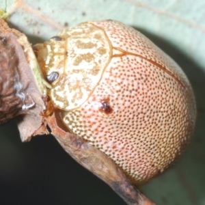 Paropsis atomaria at Lyons, ACT - 8 Oct 2023 02:48 PM