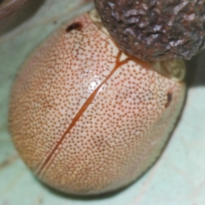 Paropsis atomaria at Lyons, ACT - 8 Oct 2023