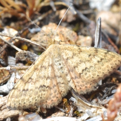 Scopula rubraria (Reddish Wave, Plantain Moth) at Lyons, ACT - 8 Oct 2023 by Harrisi