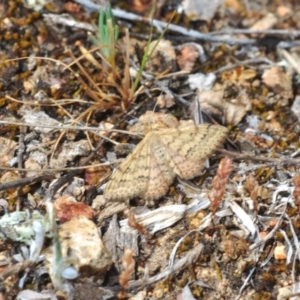 Scopula rubraria at Lyons, ACT - 8 Oct 2023