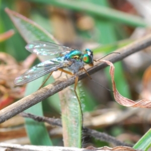 Dolichopodidae (family) at Lyons, ACT - 8 Oct 2023 03:52 PM