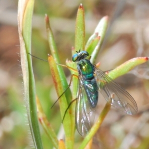 Dolichopodidae (family) at Lyons, ACT - 8 Oct 2023 03:52 PM