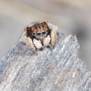 Maratus vespertilio at Lyons, ACT - 8 Oct 2023