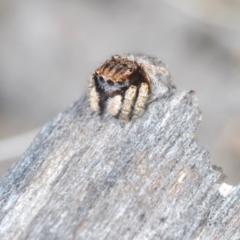 Maratus vespertilio at Lyons, ACT - 8 Oct 2023