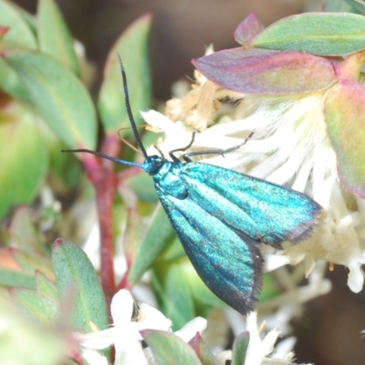 Pollanisus (genus) (A Forester Moth) at Black Mountain - 9 Oct 2023 by Harrisi