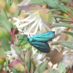 Pollanisus (genus) at Canberra Central, ACT - 9 Oct 2023