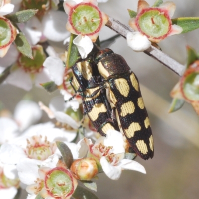 Castiarina decemmaculata (Ten-spot Jewel Beetle) at Black Mountain - 9 Oct 2023 by Harrisi