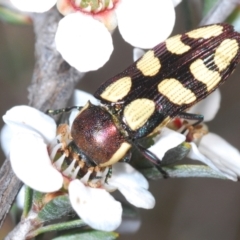 Castiarina decemmaculata at Canberra Central, ACT - 9 Oct 2023 03:07 PM