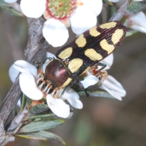 Castiarina decemmaculata at Canberra Central, ACT - 9 Oct 2023