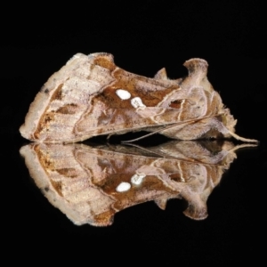 Chrysodeixis eriosoma at Wellington Point, QLD - suppressed