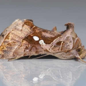Chrysodeixis eriosoma at Wellington Point, QLD - suppressed