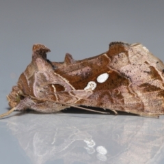 Chrysodeixis eriosoma at Wellington Point, QLD - suppressed
