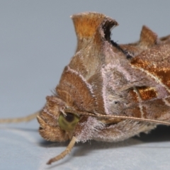 Chrysodeixis eriosoma at Wellington Point, QLD - suppressed